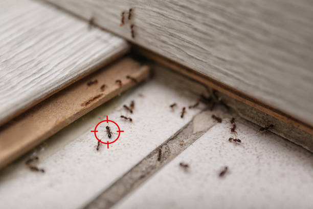 Best Affordable Pest Control Services  in Madison, GA