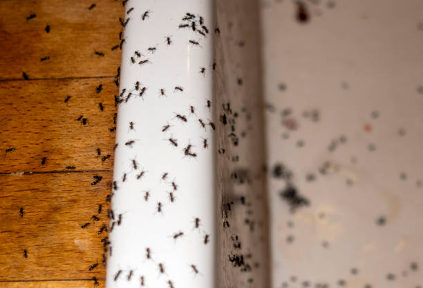 Best Affordable Pest Control Services  in Madison, GA