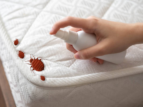 Best Wasp Removal Services  in Madison, GA