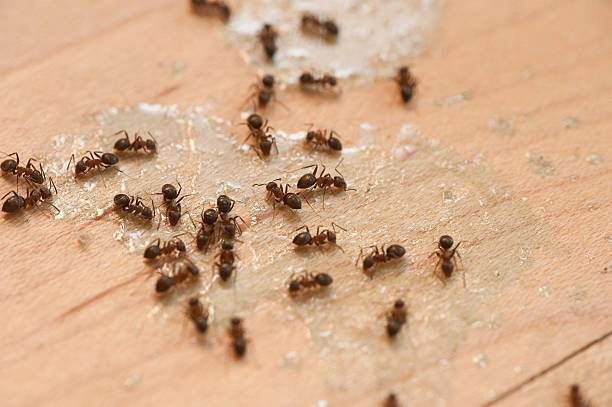 Trusted Madison, GA Pest Control Experts